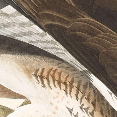 Ratonero común, de John James Audubon, 1827