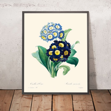 Prímula prímula de Pierre-Joseph Redouté, 1802