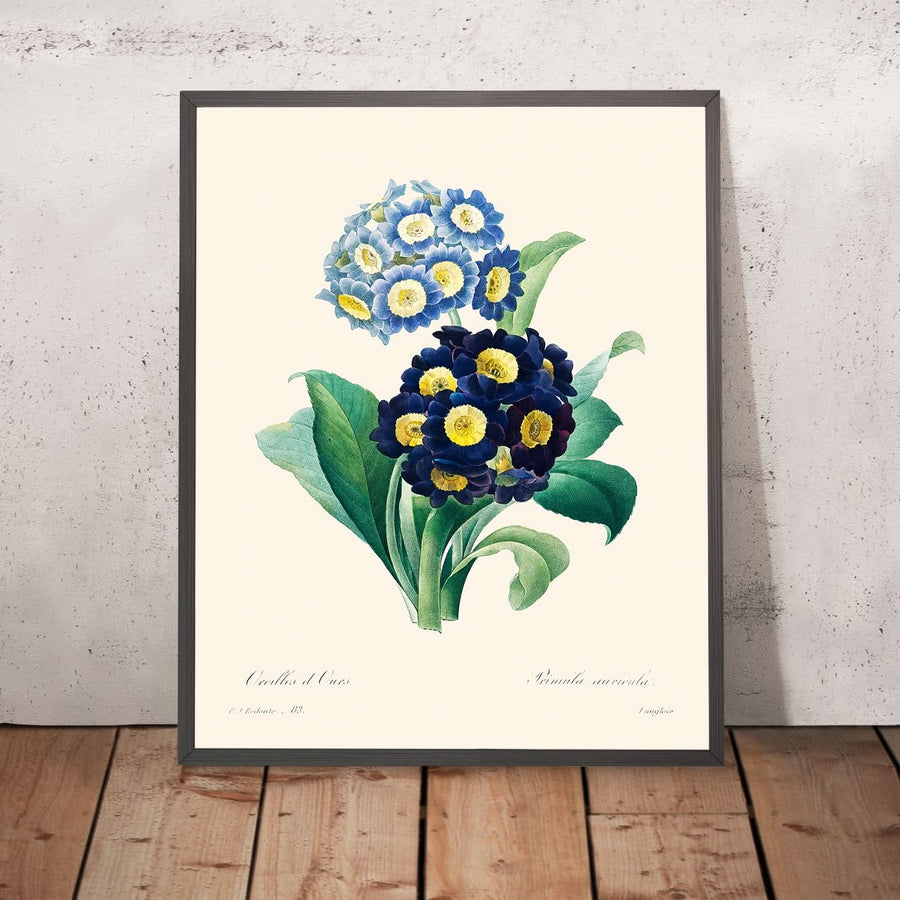 Küchenschelle Primel von Pierre-Joseph Redouté, 1802 