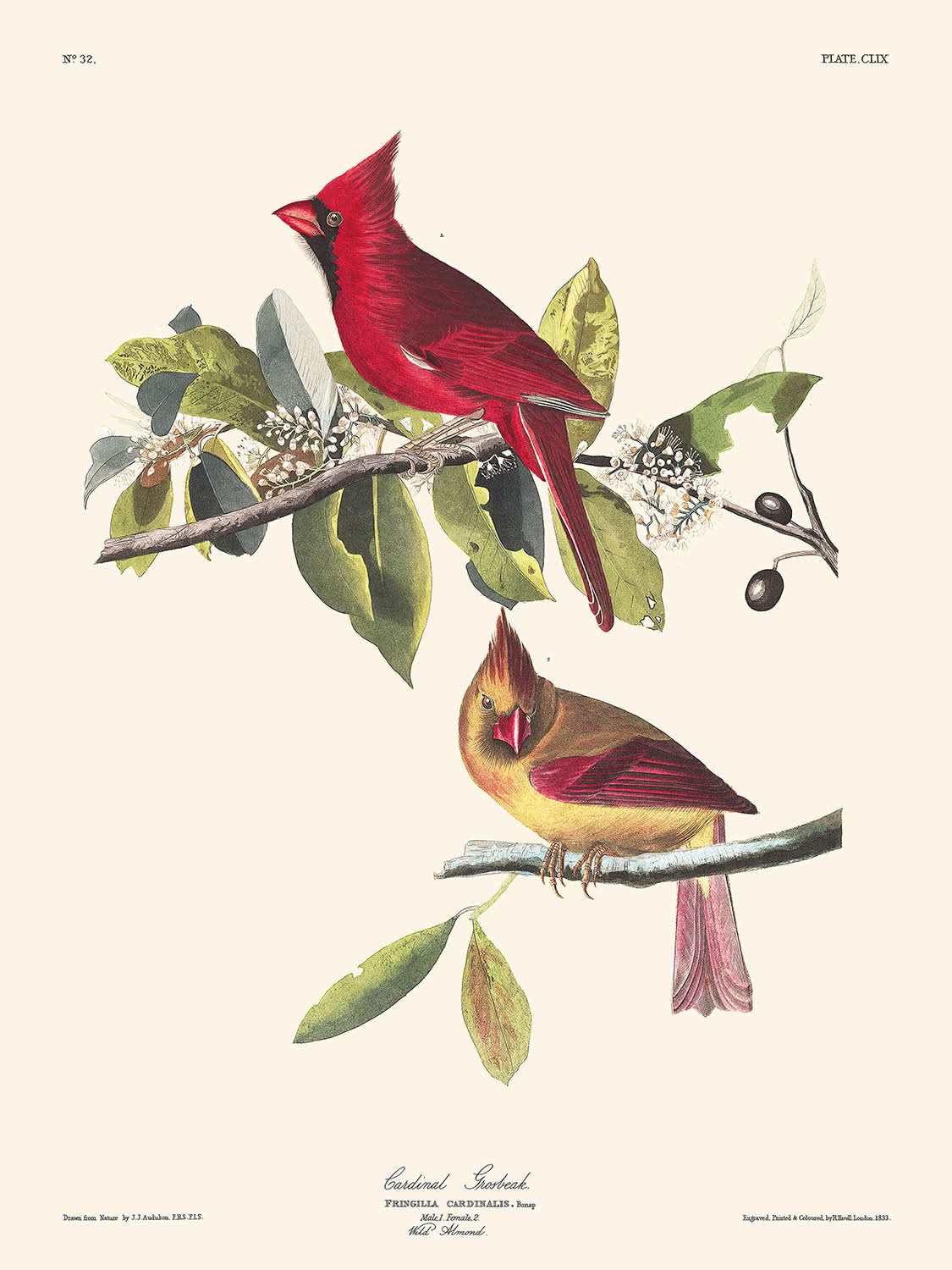 Cardinal Grosbeak by John James Audubon, 1827