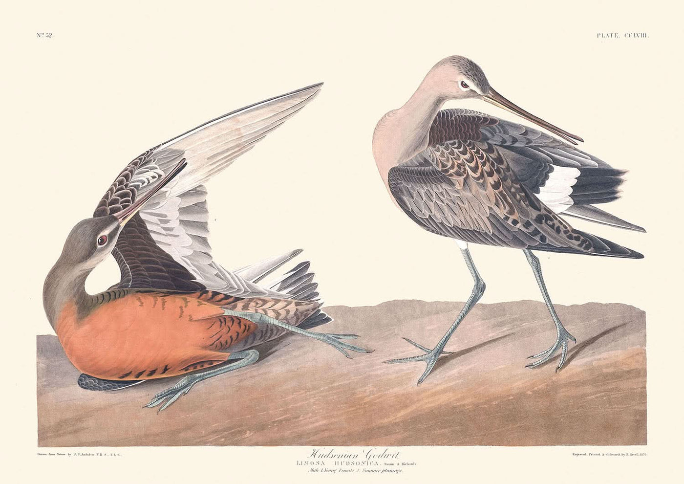 Hudsonian Godwit by John James Audubon, 1827