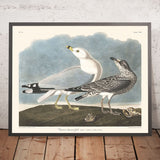 Gabbiano comune americano (Gabbiano) di John James Audubon, 1827 
