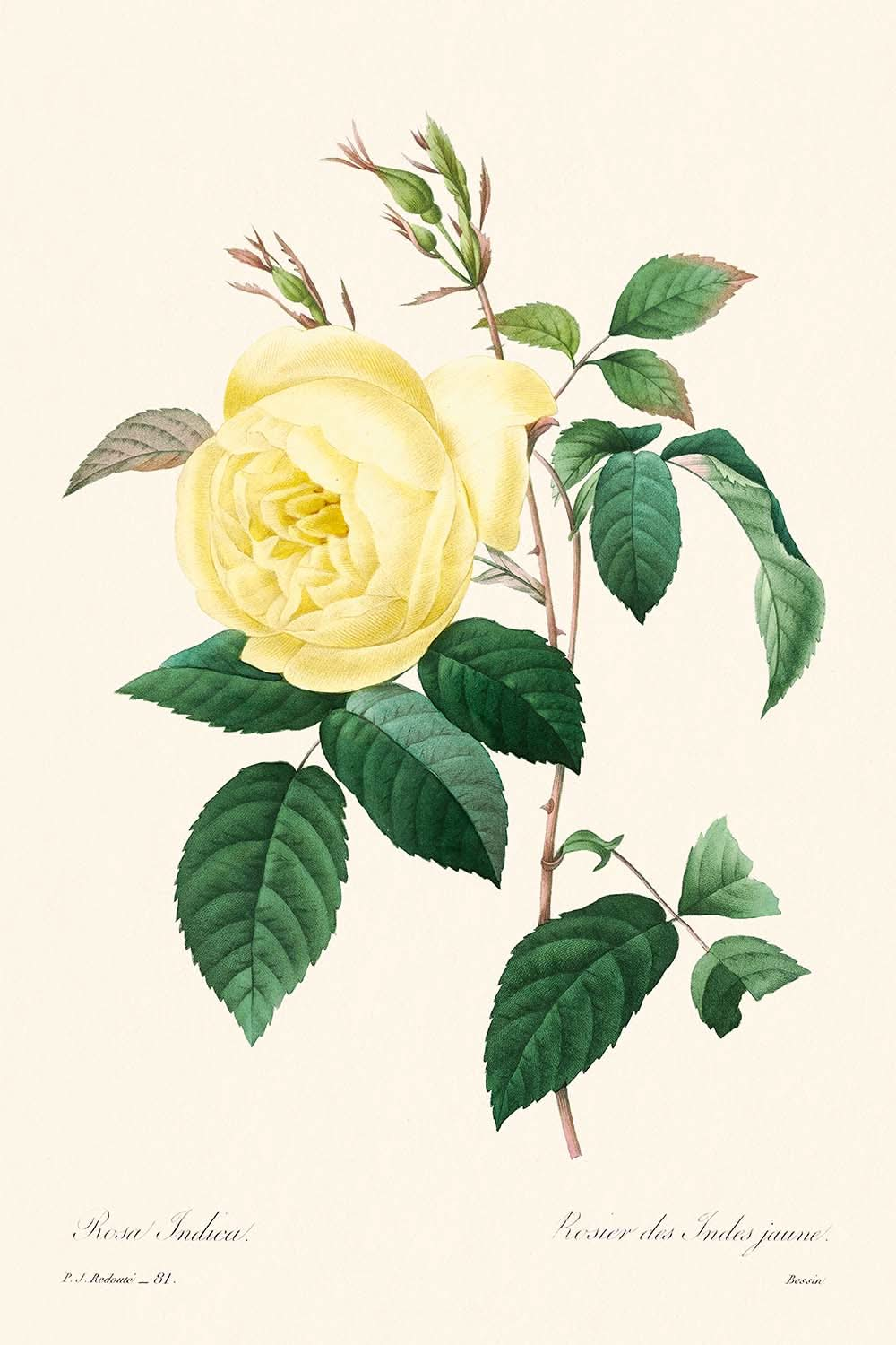 Rose jaune par Pierre-Joseph Redouté, 1802