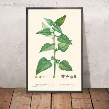 Neuseeländischer Spinat von Pierre-Joseph Redouté, 1802 