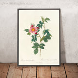 Dog Rose (Rosa canina grandiflora) by Pierre Joseph Redouté, 1817