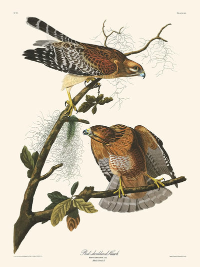 Red-shouldered Hawk by John James Audubon, 1827