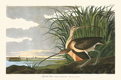 Zarapito de pico largo, de John James Audubon, 1827