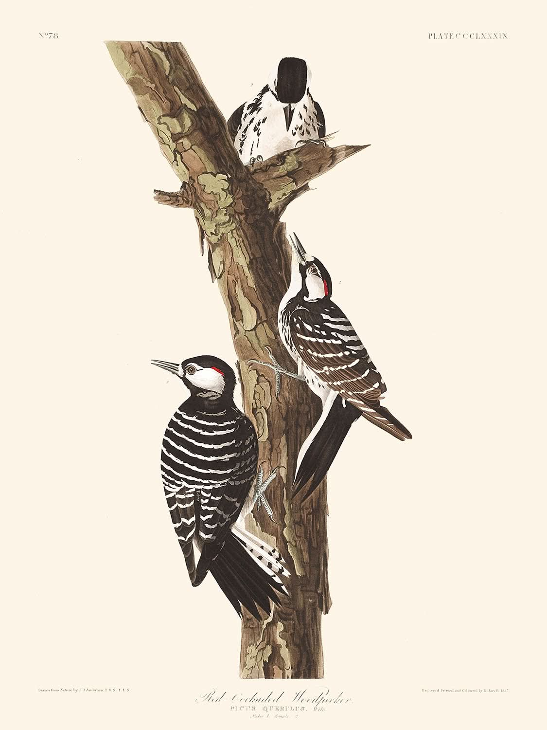 Pic à tête rouge par John James Audubon, 1827