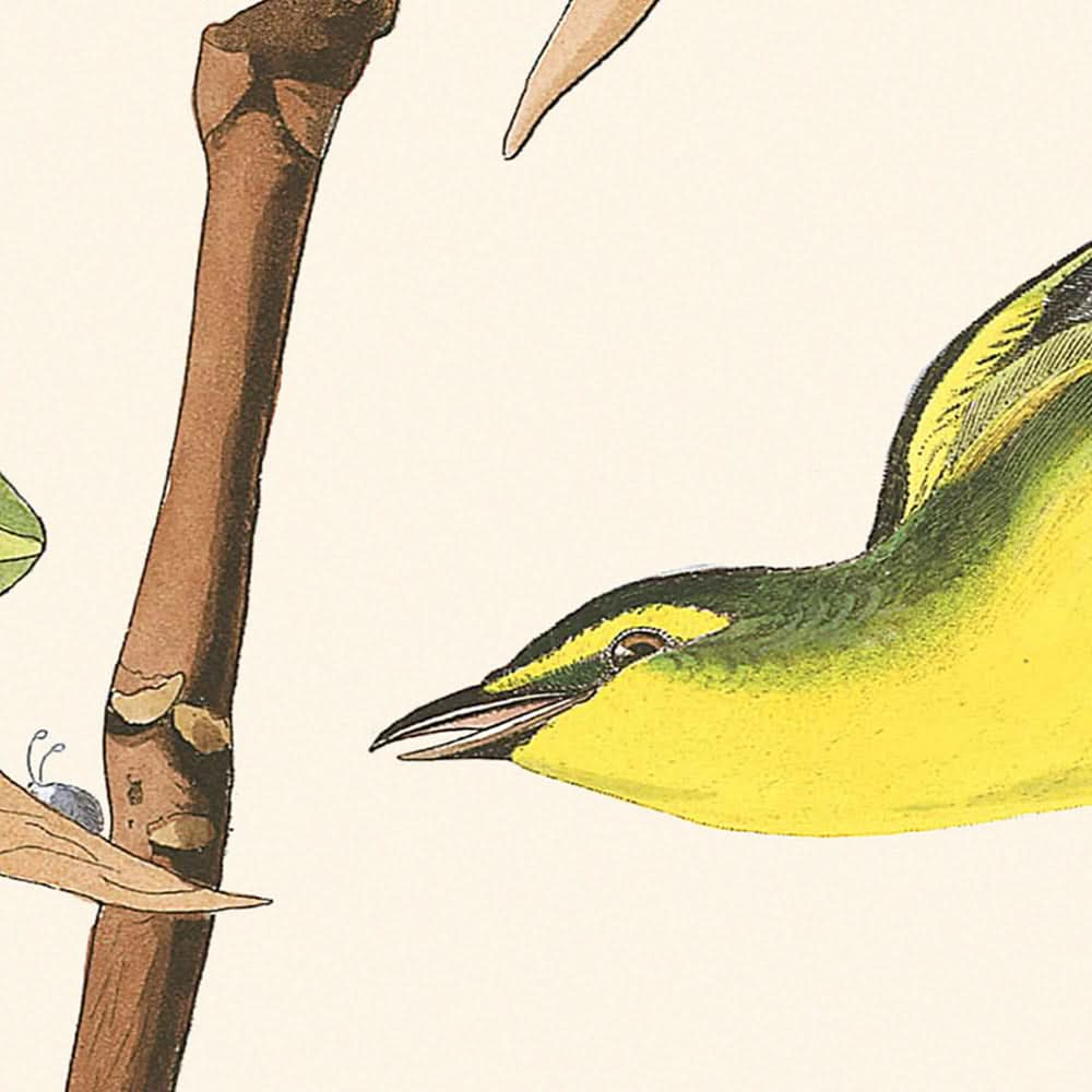 Curruca de Kentucky, por John James Audubon, 1827