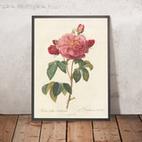 French Rose (Rosa gallica Aurelianensis) by Pierre Joseph Redouté, 1817