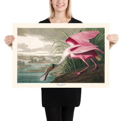 Roseate Spoonbill by John James Audubon, 1827