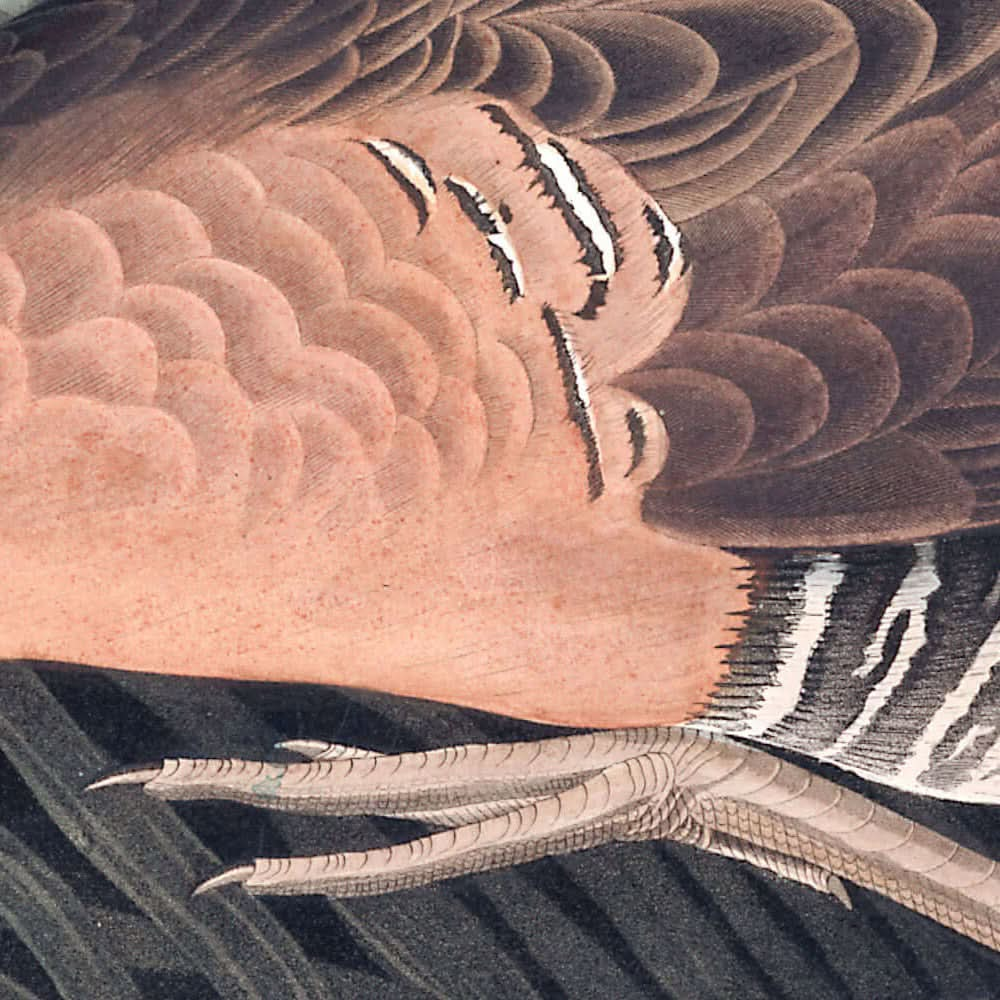 Gallina de pantano de agua dulce, de John James Audubon, 1827