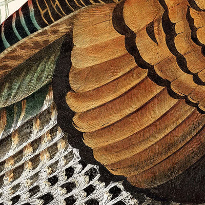 Wild Turkey by John James Audubon, 1827