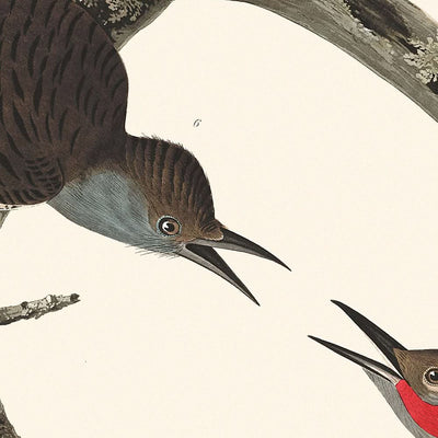 Pic chevelu, Pic à ventre roux, Pic à manche rouge, Pic de Lewis, Pic à poitrine rouge par John James Audubon, 1827