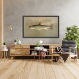 American Brook Trout (Salvelinus fontinalis) by John L. Petrie, 1898