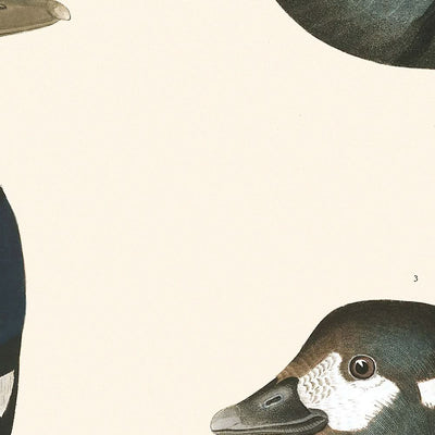 Harlequin Duck by John James Audubon, 1827