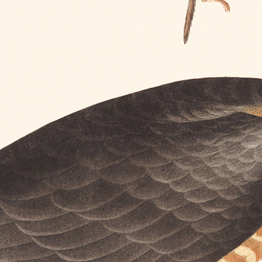 Sharp-shinned Hawk by John James Audubon 1827