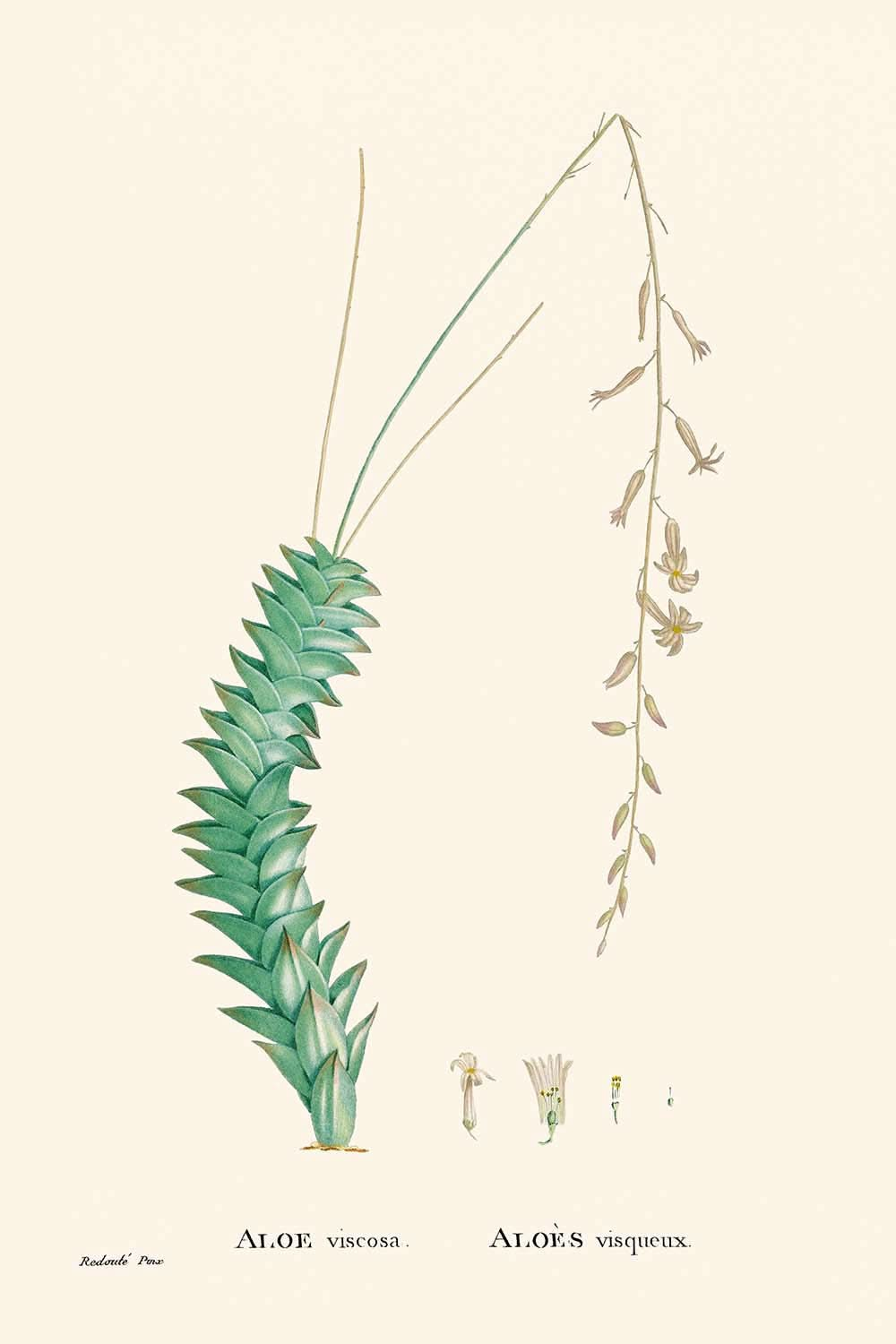 Aloe Viscosa von Pierre-Joseph Redouté, 1802