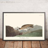 Rocky Mountain Plover von John James Audubon, 1827 