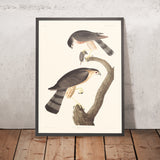 Scharfkantiger Habicht von John James Audubon 1827 