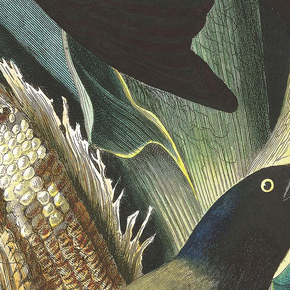 Purpur-Grakle oder Gemeine Krähenamsel von John James Audubon, 1827