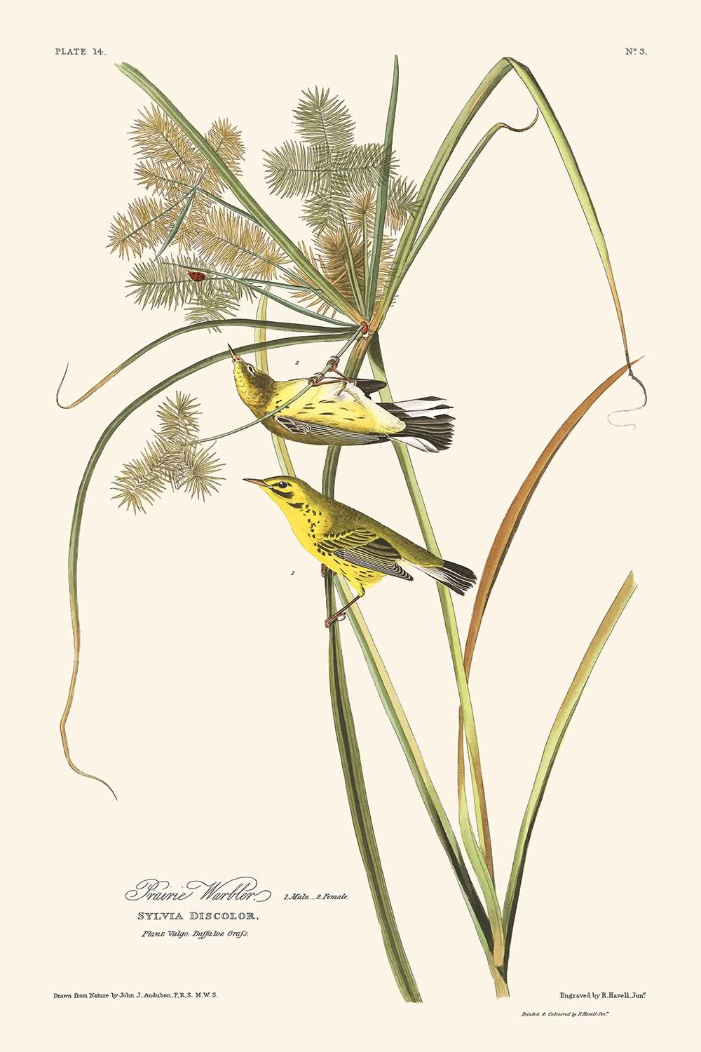 Curruca de pradera, de John James Audubon, 1827