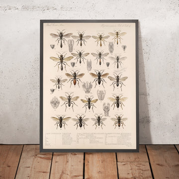A framed image of 