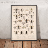 Bees, Wasps, and Ants (Hymenoptera, Plate 24) by Frederick DuCane Godman, 1879