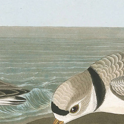 Chorlito silbador, de John James Audubon, 1827