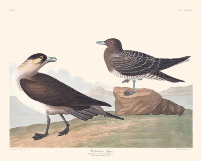 Richardson's Jager by John James Audubon, 1827