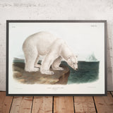 Polar Bear (Ursus maritimus) by John Woodhouse Audubon, 1845