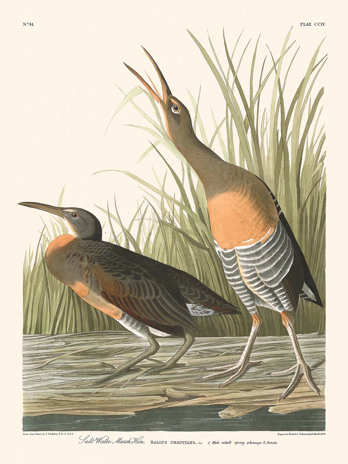 Salt Water Marsh Hen by John James Audubon, 1827