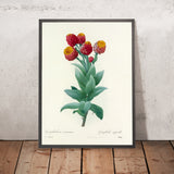 Giant cudweed (Gnaphalium eximium)by Pierre Joseph Redouté, 1827