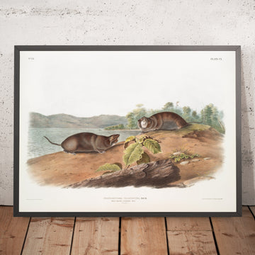 A framed image of 