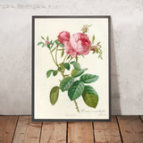 Cabbage Rose (Rosa centifolia foliacea) by Pierre Joseph Redouté, 1817