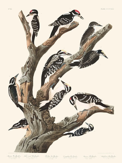 Many Different Woodpeckers (Plate 417) by John James Audubon, 1827