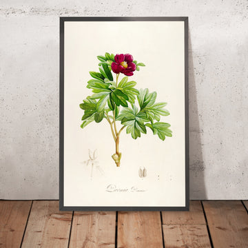 A framed image of Paeonia Daunica (Plate 9) by Pierre Joseph Redouté, 1813