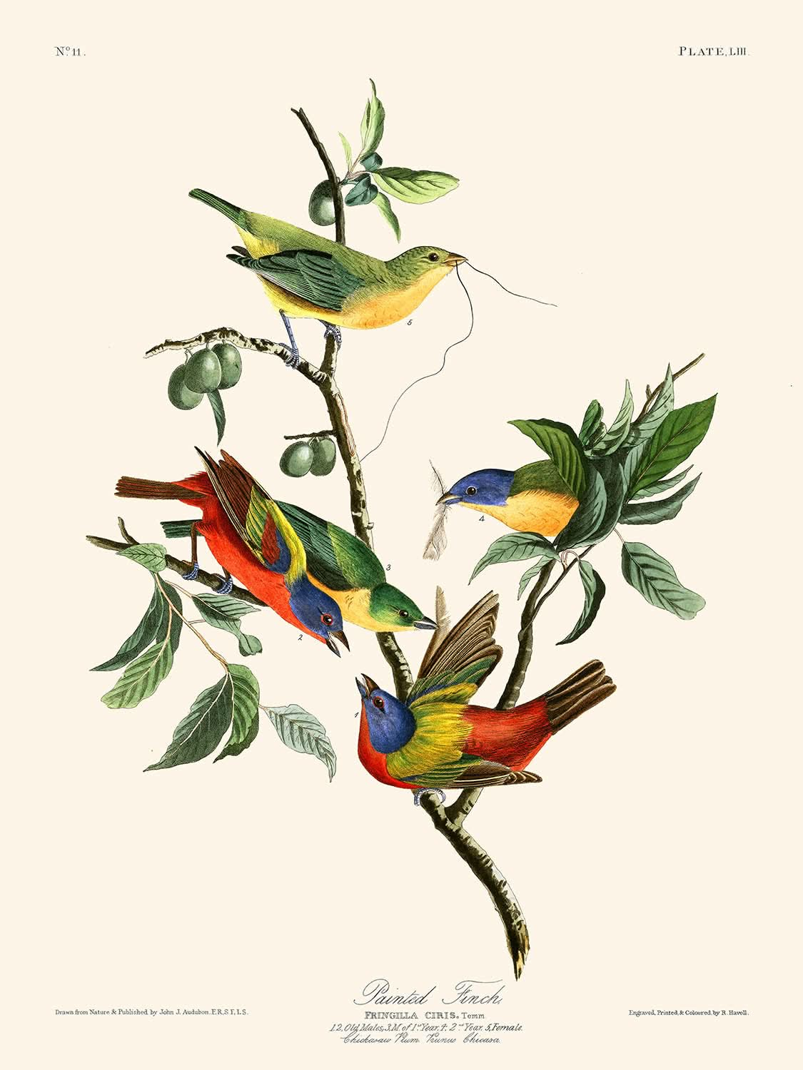 Gemalter Fink von John James Audubon, 1827