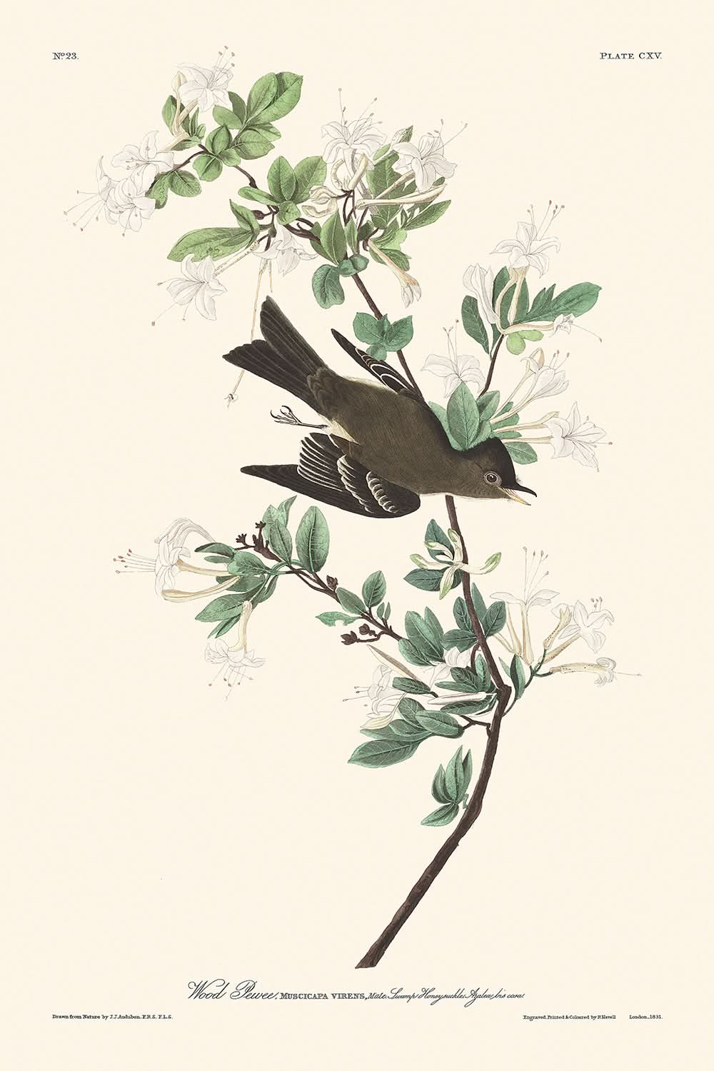 Pájaro carpintero de John James Audubon, 1827