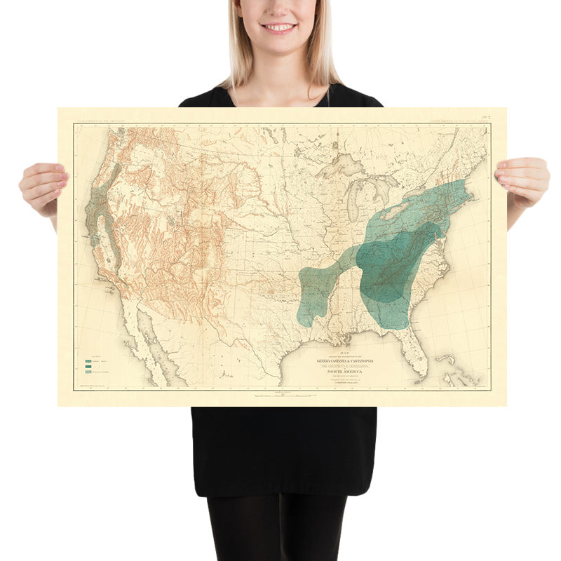 Old Map of Chestnut & Chinquapin Tree Distribution in the USA, 1884