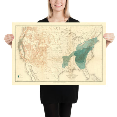 Old Map of Chestnut & Chinquapin Tree Distribution in the USA, 1884