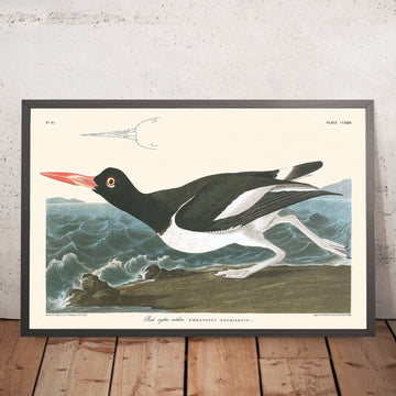 Becco a piede di ostrica di John James Audubon, 1827 