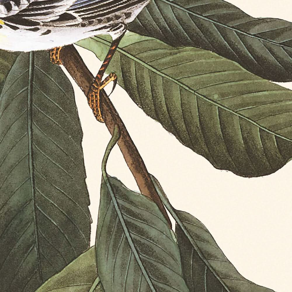 Gelbkehl-Waldsänger von John James Audubon, 1827 