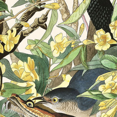 Spottdrossel von John James Audubon, 1827