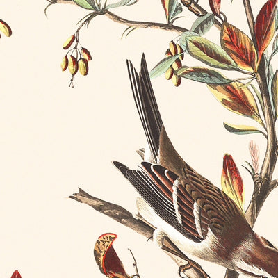 Tree Sparrow by John James Audubon, 1827