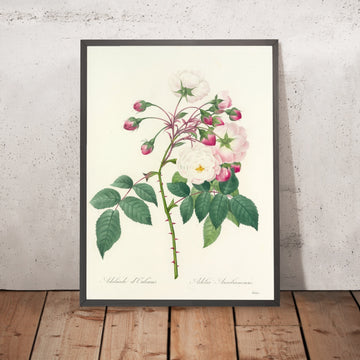 A framed image of Adélaïde d&