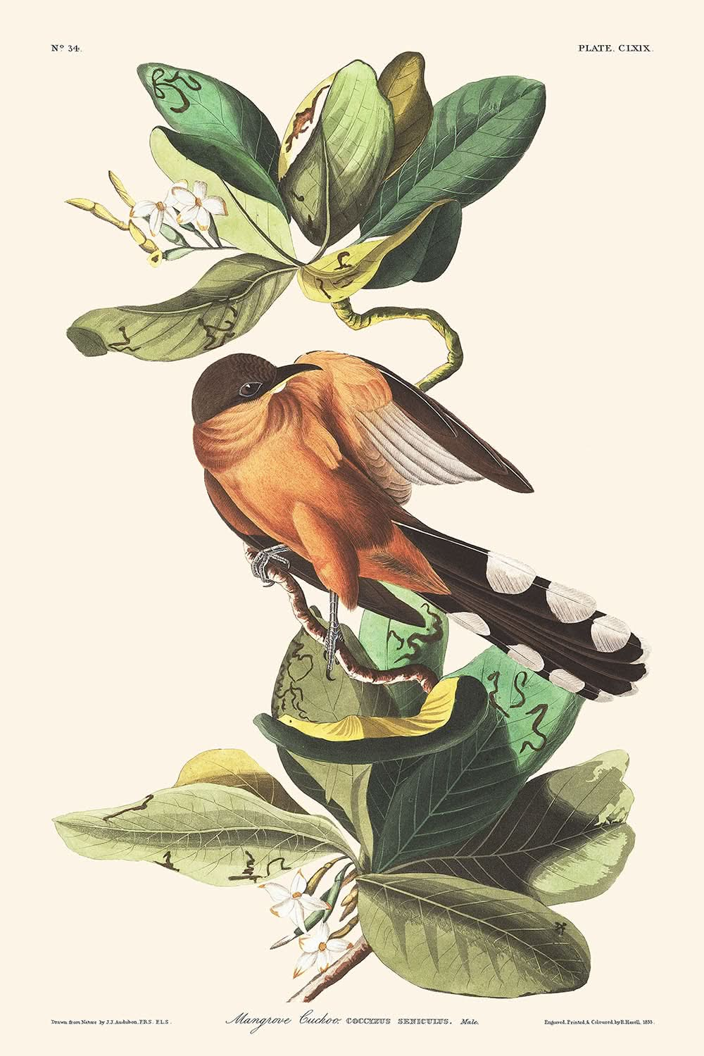 Cuco de manglar, de John James Audubon, 1827