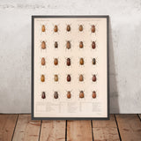 Beetles (Coleoptera, Plate 10) by Frederick DuCane Godman, 1879