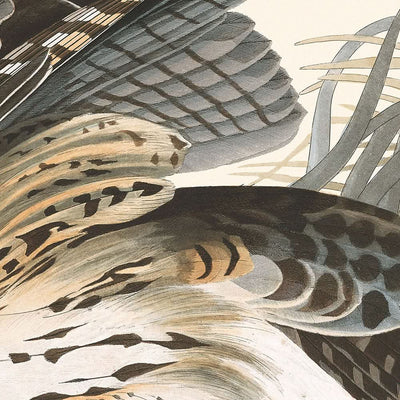 Winter Hawk by John James Audubon, 1827