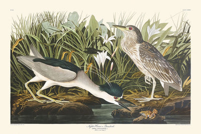 Garza nocturna o ave marina, de John James Audubon, 1827